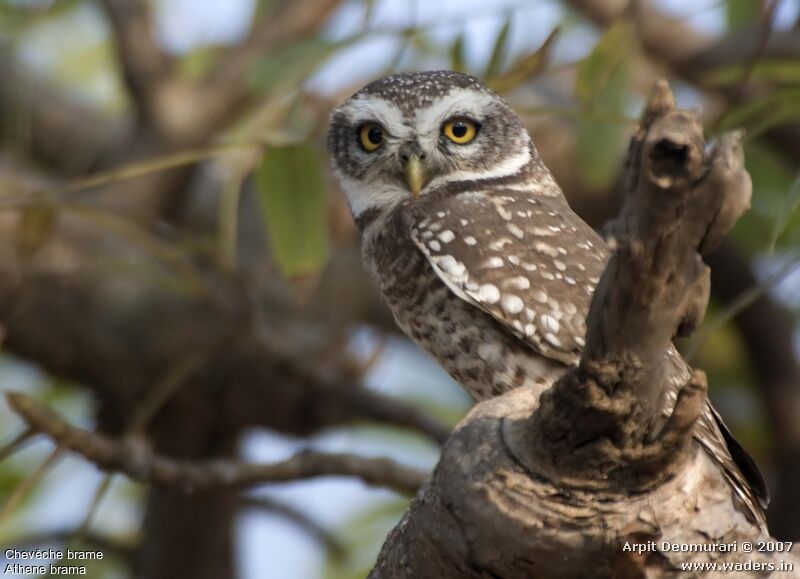 Spotted Owlet