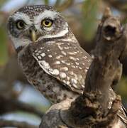 Spotted Owlet