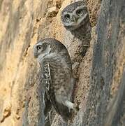 Spotted Owlet