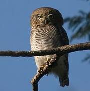 Asian Barred Owlet