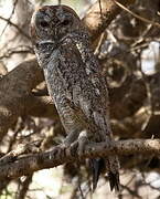 Mottled Wood Owl