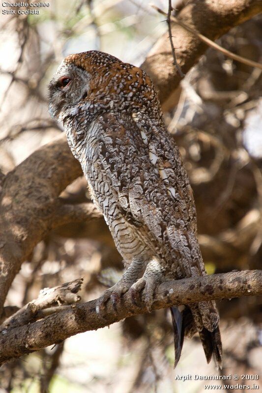 Mottled Wood Owl