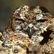 Mottled Wood Owl