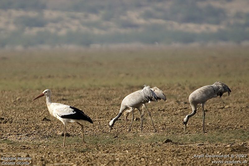 Cigogne blanche