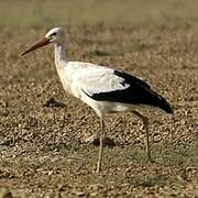 White Stork