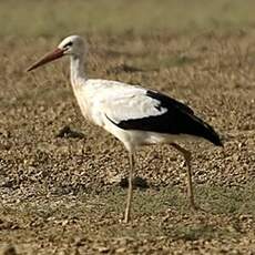 Cigogne blanche