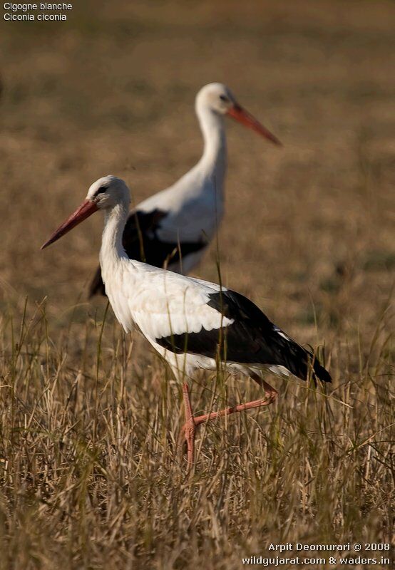 Cigogne blanche