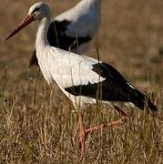 Cigogne blanche