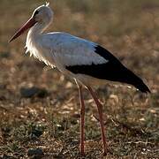 White Stork