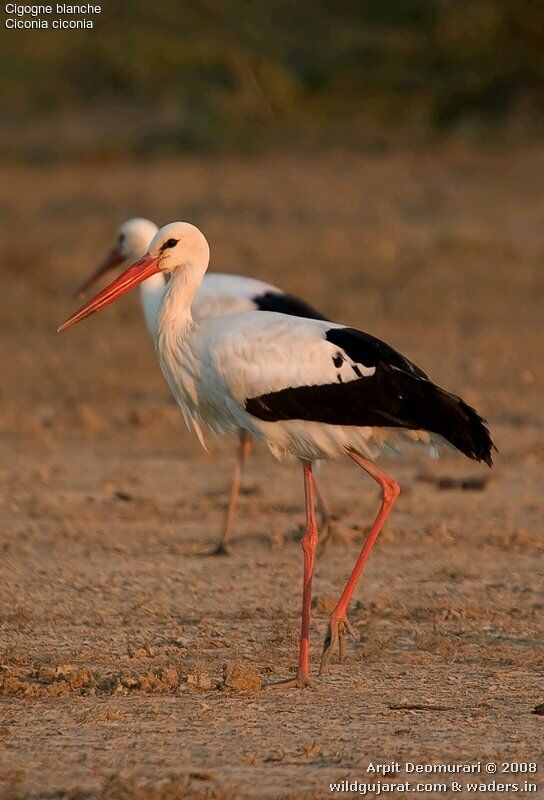 Cigogne blanche