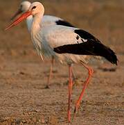 White Stork