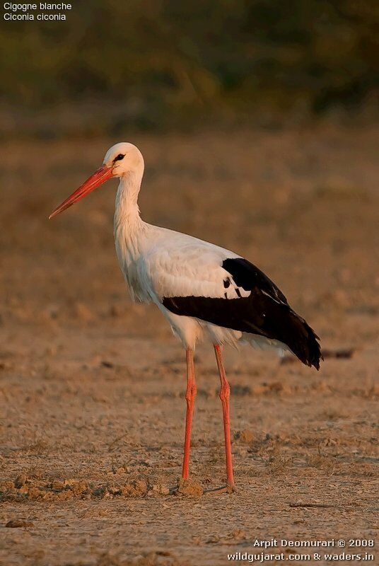 Cigogne blanche