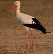 White Stork