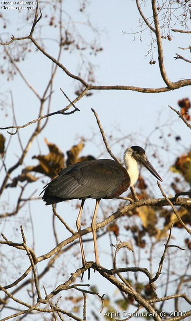 Asian Woolly-necked Stork