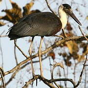 Asian Woolly-necked Stork