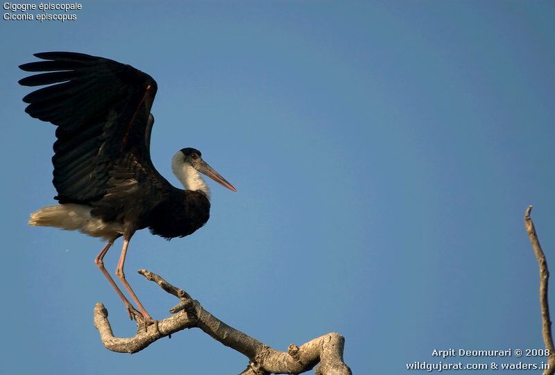 Woolly-necked Stork