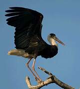 Woolly-necked Stork