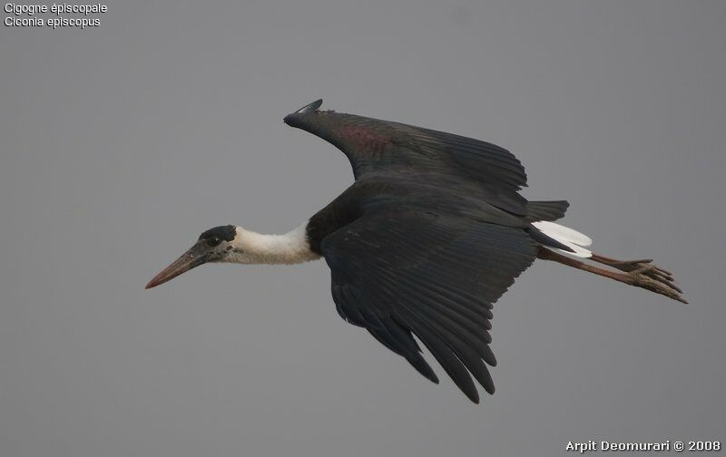 Woolly-necked Stork