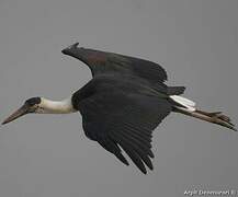 Woolly-necked Stork