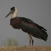 Woolly-necked Stork