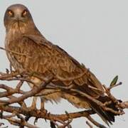 Short-toed Snake Eagle