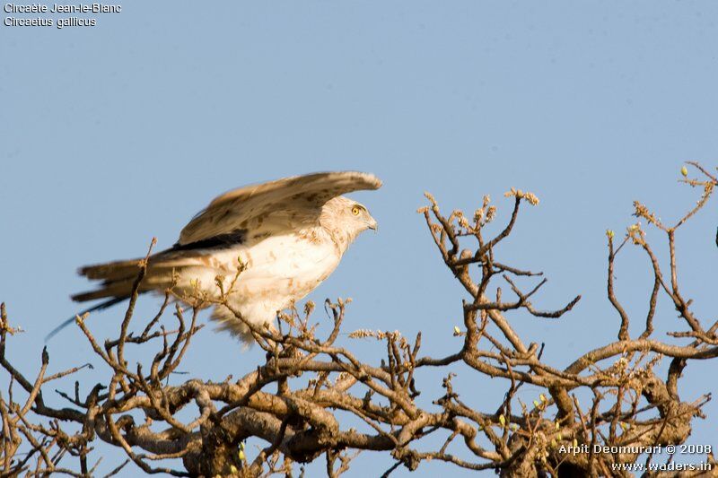 Short-toed Snake Eagle