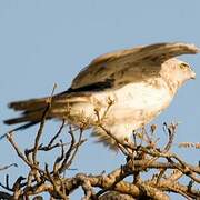 Short-toed Snake Eagle