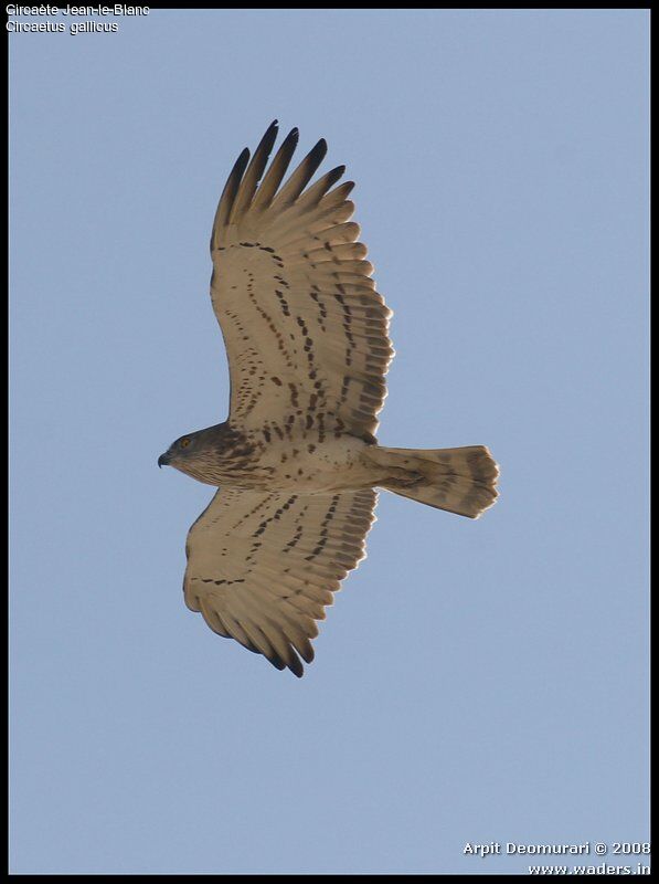 Short-toed Snake Eagle