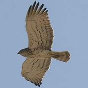 Short-toed Snake Eagle