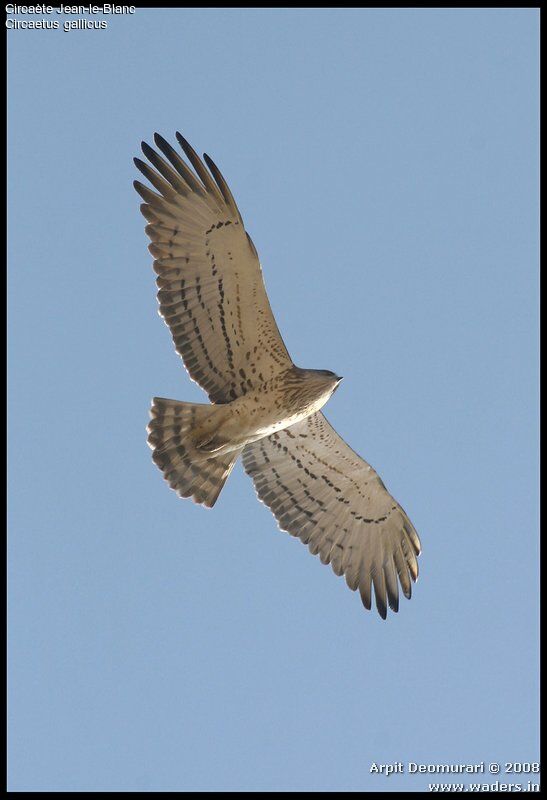 Short-toed Snake Eagle