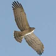 Short-toed Snake Eagle