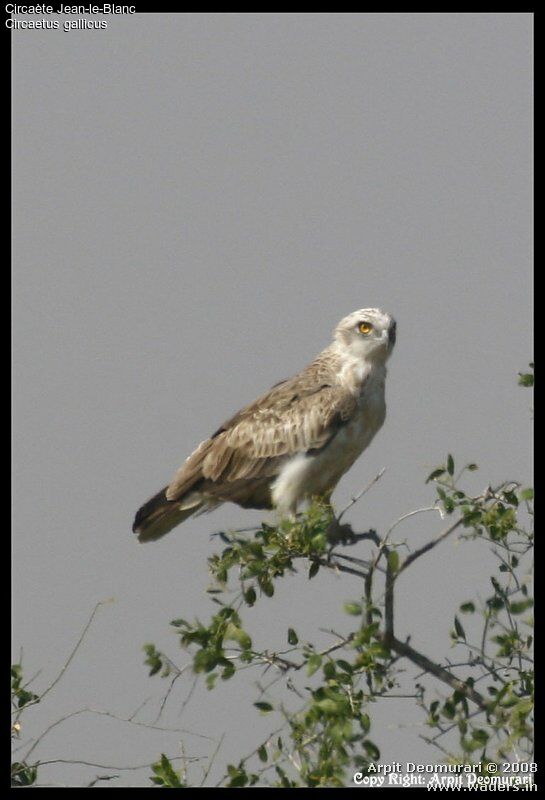 Short-toed Snake Eagle