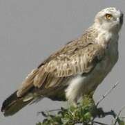 Short-toed Snake Eagle