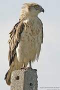 Short-toed Snake Eagle