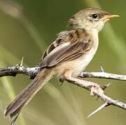 Zitting Cisticola