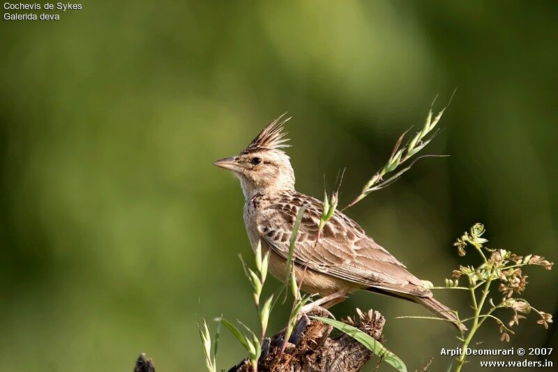 Sykes's Lark