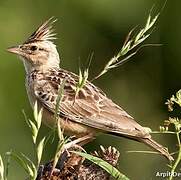 Sykes's Lark