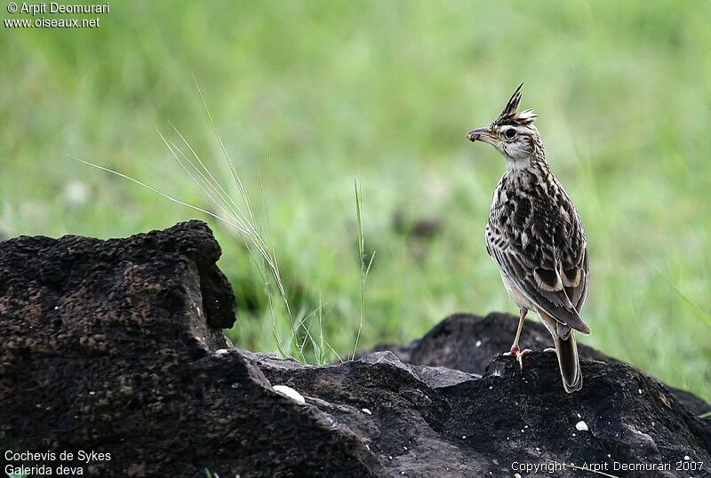 Sykes's Lark male adult breeding