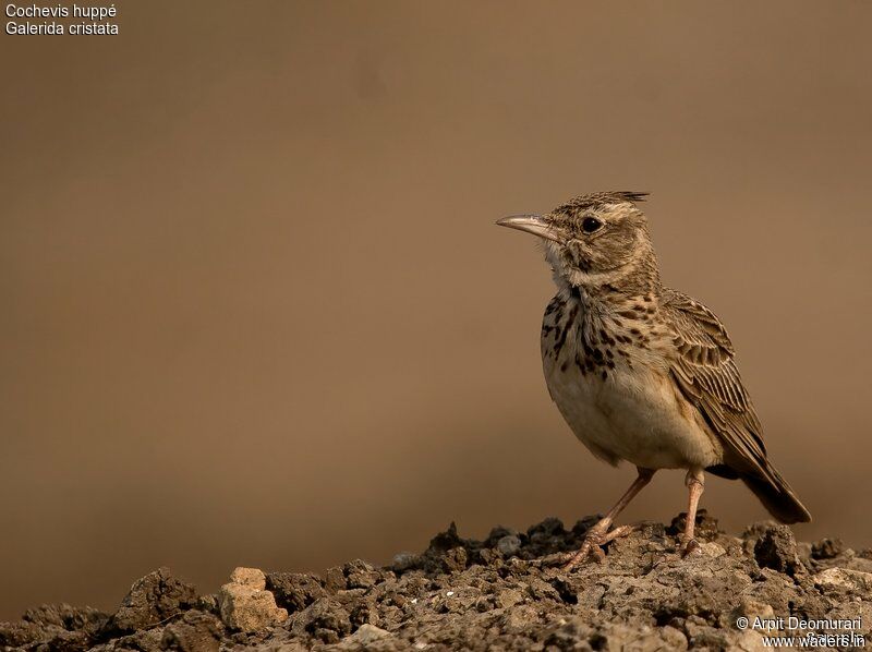 Crested Larkadult breeding