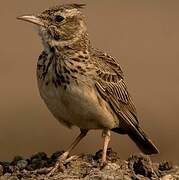 Crested Lark