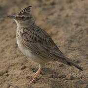 Crested Lark