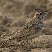 Crested Lark