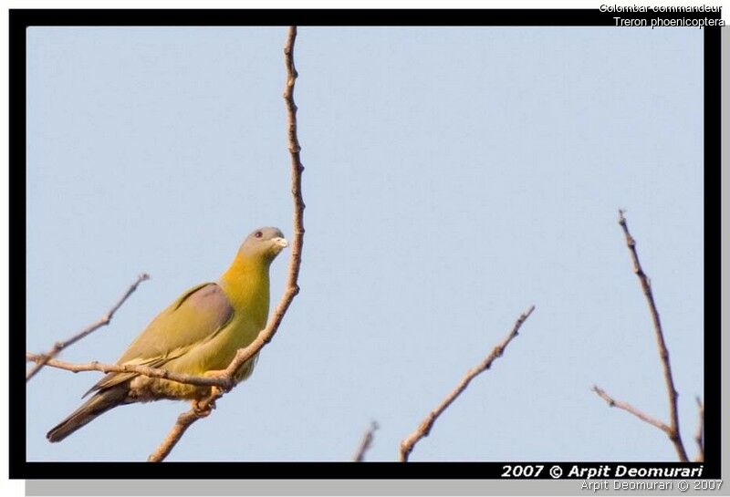 Yellow-footed Green Pigeon