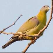 Yellow-footed Green Pigeon