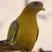 Yellow-footed Green Pigeon