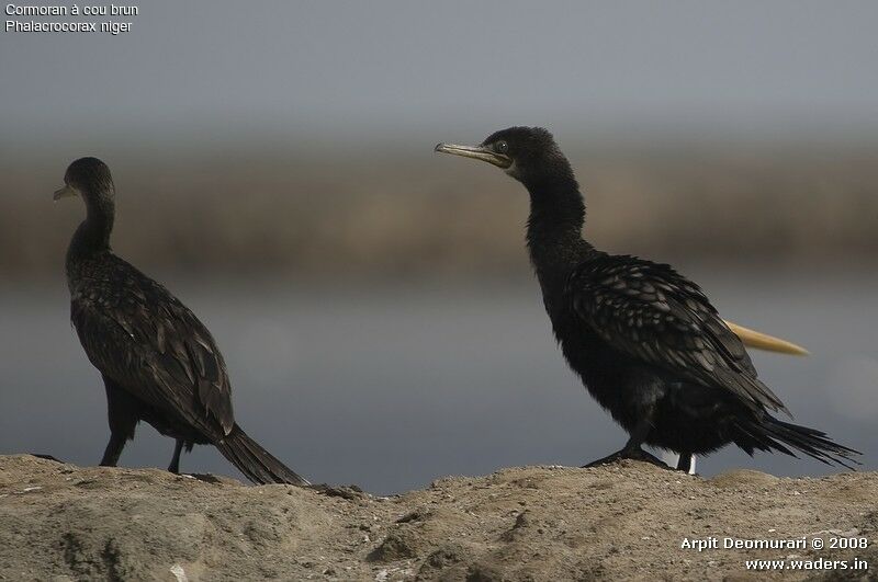 Indian Cormorant