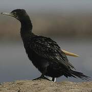 Indian Cormorant