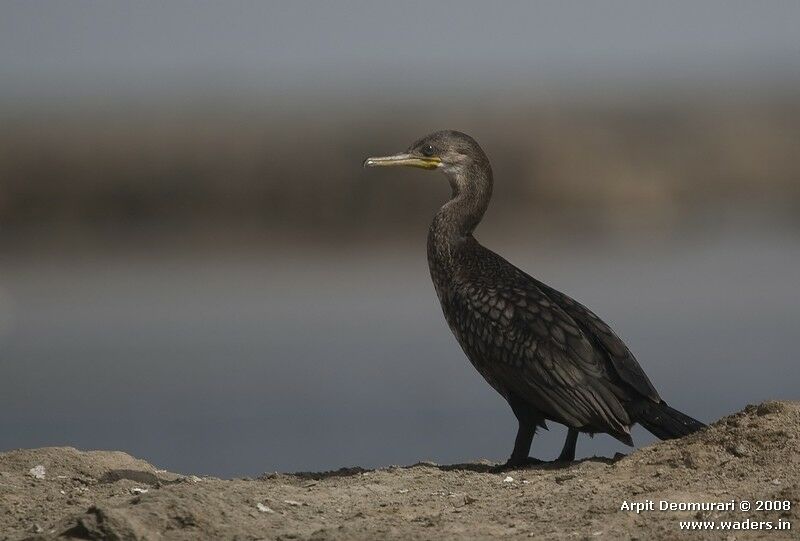 Cormoran à cou brunimmature, identification