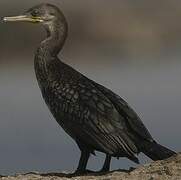 Indian Cormorant