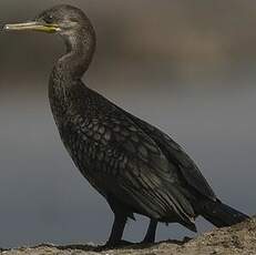 Cormoran à cou brun